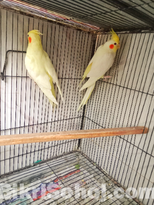 ককাটেল